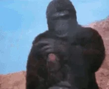 middle-finger-monkeyw.webp