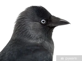 1777581736006.webp
