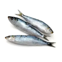 sardinha-av.webp