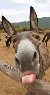 tongue-out-tickle.webp