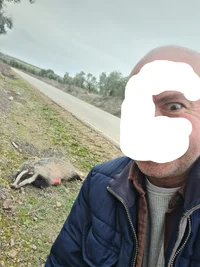 tejón.webp