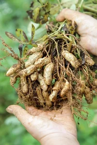 planta-del-cacahuete-en-manos-33024040.webp