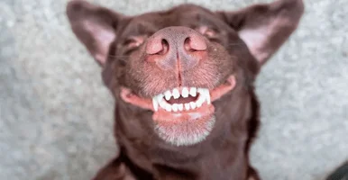 MAL-ALIENTO-EN-PERROS-¿QUE-HACER-SI-LE-HUELE-LA-BOCA-1-1.webp