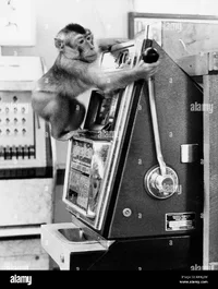 monkey-operates-slot-machines-england-great-britain-KRWJ2W.webp