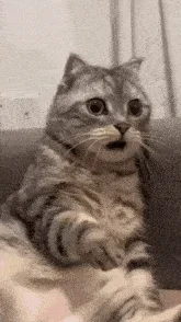 shocked-surprdised.webp
