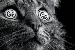 gato-hipnótico-con-ojos-en-espiral-blanco-y-negro-mirando-fijamente-412420659.webp