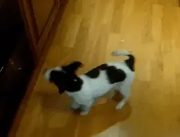dog-chasing-tail-19.webp