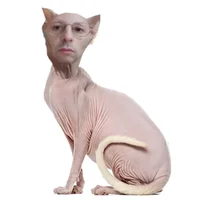 CAT HERO_0026_Sphynx(1).webp