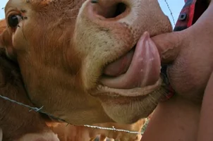 cow job wtf.webp