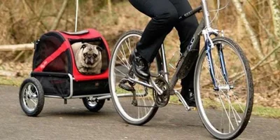 remolque-perros-bici-portada.webp