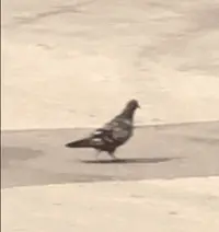 pigeon-walking.webp