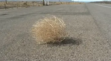tumbleweed-acegif-31.webp
