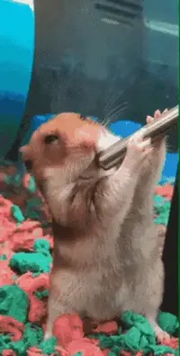 thirsty-hamster.webp