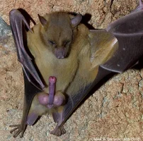 bat-penis.webp