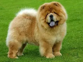 chow-chow-características-físicas.webp