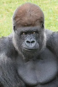 gorilla-dies-at-mogo-zoo.webp