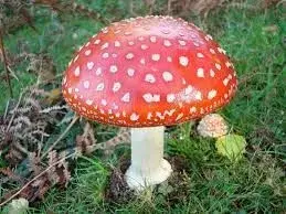 matamoscas-amanita-muscaria.webp