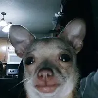 Photo at sector 13020288.webp