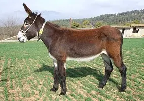 burro.webp