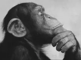 thinking-monkey1.webp