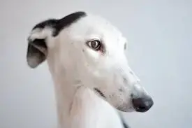 galgo).jpeg