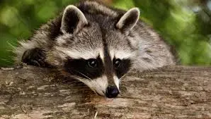 MAPACHE.jpg