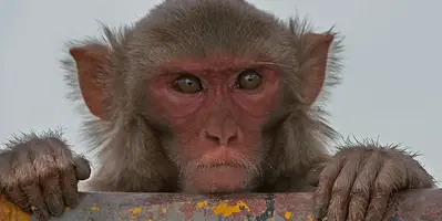 this-study-focused-on-rhesus-macaques-which-are-known-to-be-exceptionally-good-at-coexisting-...jpeg
