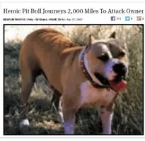 heroic-pit-bull-journeys-2-000-miles-to-attack-owner-312-11116309.webp