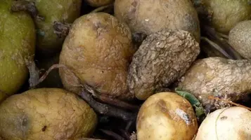 rotting_potatoes_food_decay_old_rot_rotting_mold_moldy-1119134-1440x808.jpg