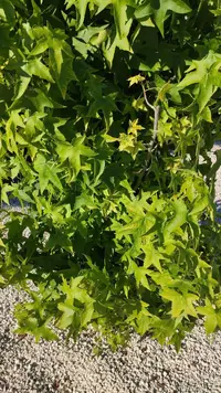 IMG_20200627_190736.jpg IMG_20200627_190736.jpg