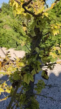 IMG_20200627_190727.jpg IMG_20200627_190727.jpg