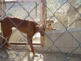 perricum y alex.webp