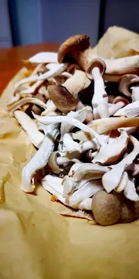 IMG_20200710_210135.jpg IMG_20200710_210135.jpg