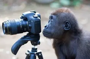 any-monkey-with-a-camera-thinks-he-is-a-photographer.webp