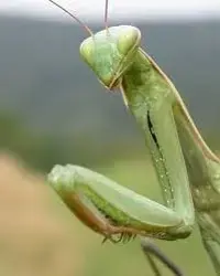 1597786418741.webp