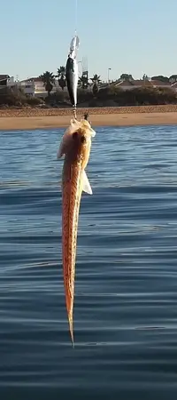 Pezaraña2 - copia.jpg