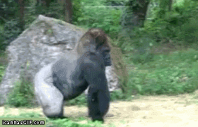 36750d6bf6726839268df1d2c1e8caf2 (1).gif