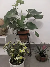 IMG_PixelCam_20201025_211815.EzPixelcam 15 (v.2).xml.jpg