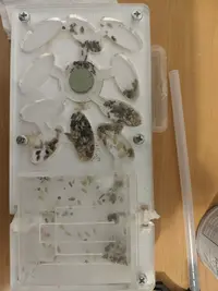 IMG_PixelCam_20201029_181743.EzPixelcam 15 (v.2).xml.jpg