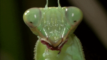 mantis.gif
