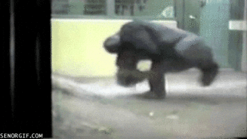 break-dancing-gorilla.gif