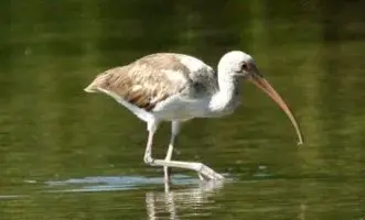 350px-Ibis.webp