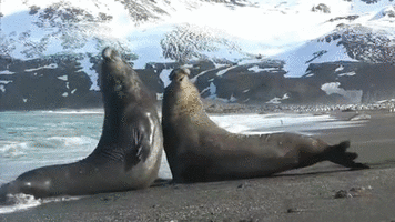 Vicious_Elephant_Seal_battle_on_South_Georgia.gif