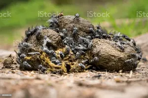 Screenshot_2021-04-03 Many flies and insects on a pile of horse dung.webp
