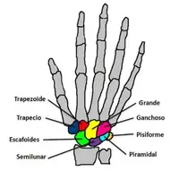 nombres_de_los_huesos_de_la_muneca_3362_600_square.jpg