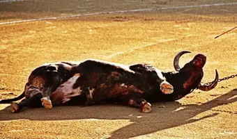 toro-muerto-en-la-plaza-1898f4b9-8951-4689-8981-0005f76e33ae.jpg