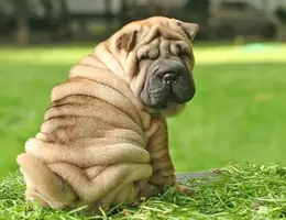 Shar-pei-perro-2.webp