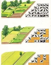 consecuencias del monocultivo.webp