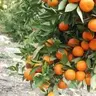 Orange Tree