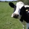 MarcoVaka